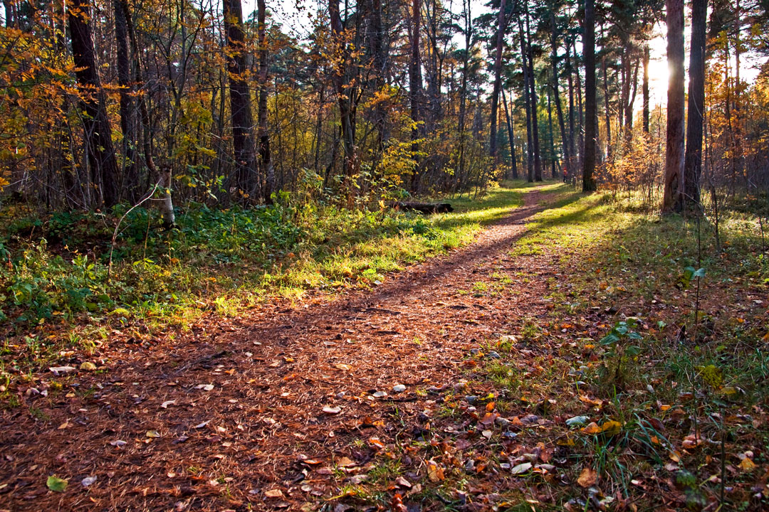 a dirt path in a forest