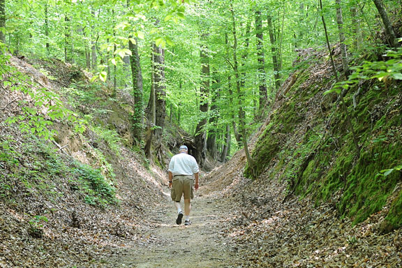 Old Natchez Trace